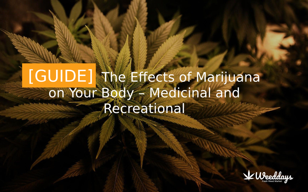 [GUIDE] The Effects of Marijuana on Your Body - Medicinal and Recreational