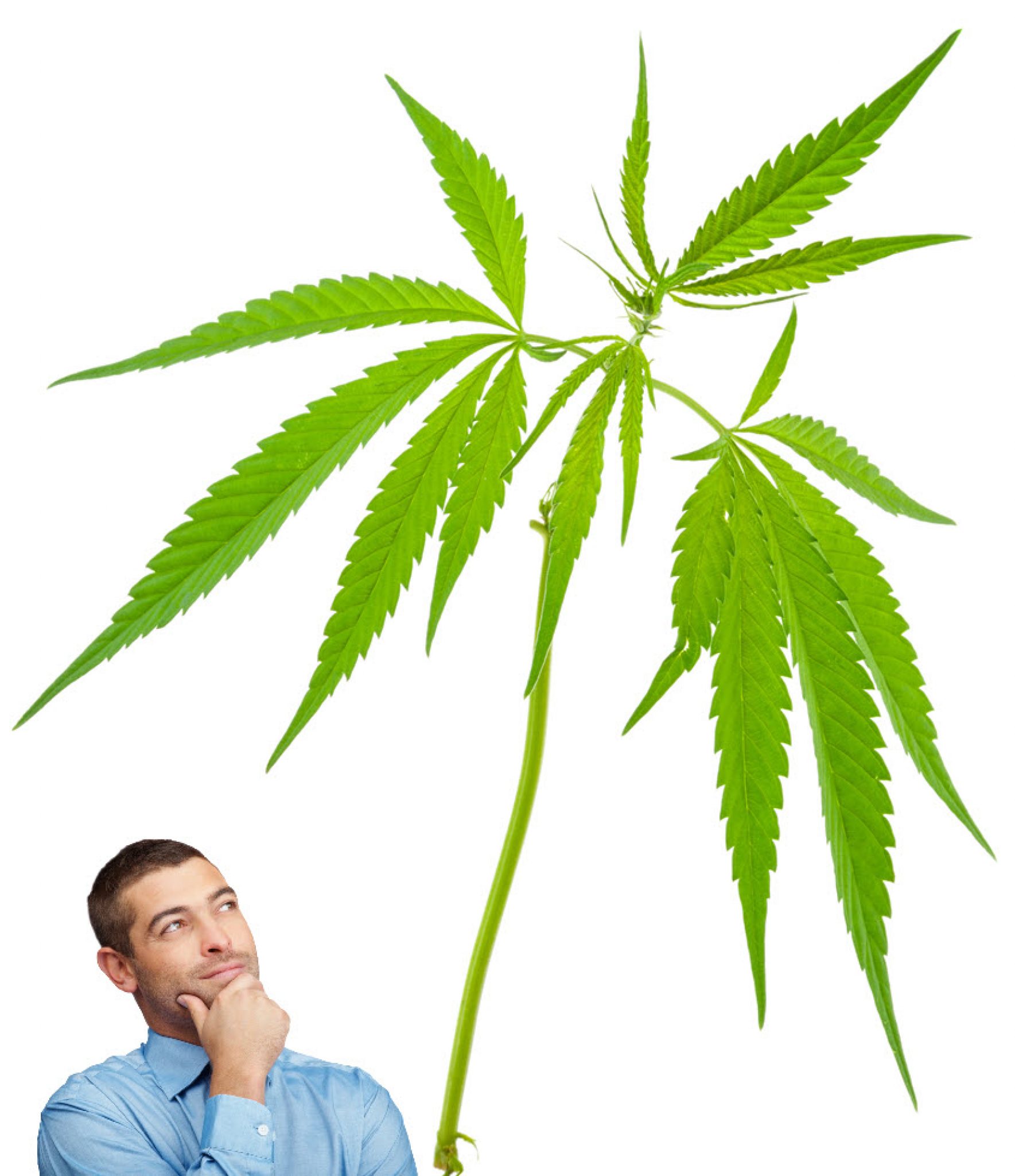 Smoking Marijuana Plant Stems is a Bad Idea, But Here Is
