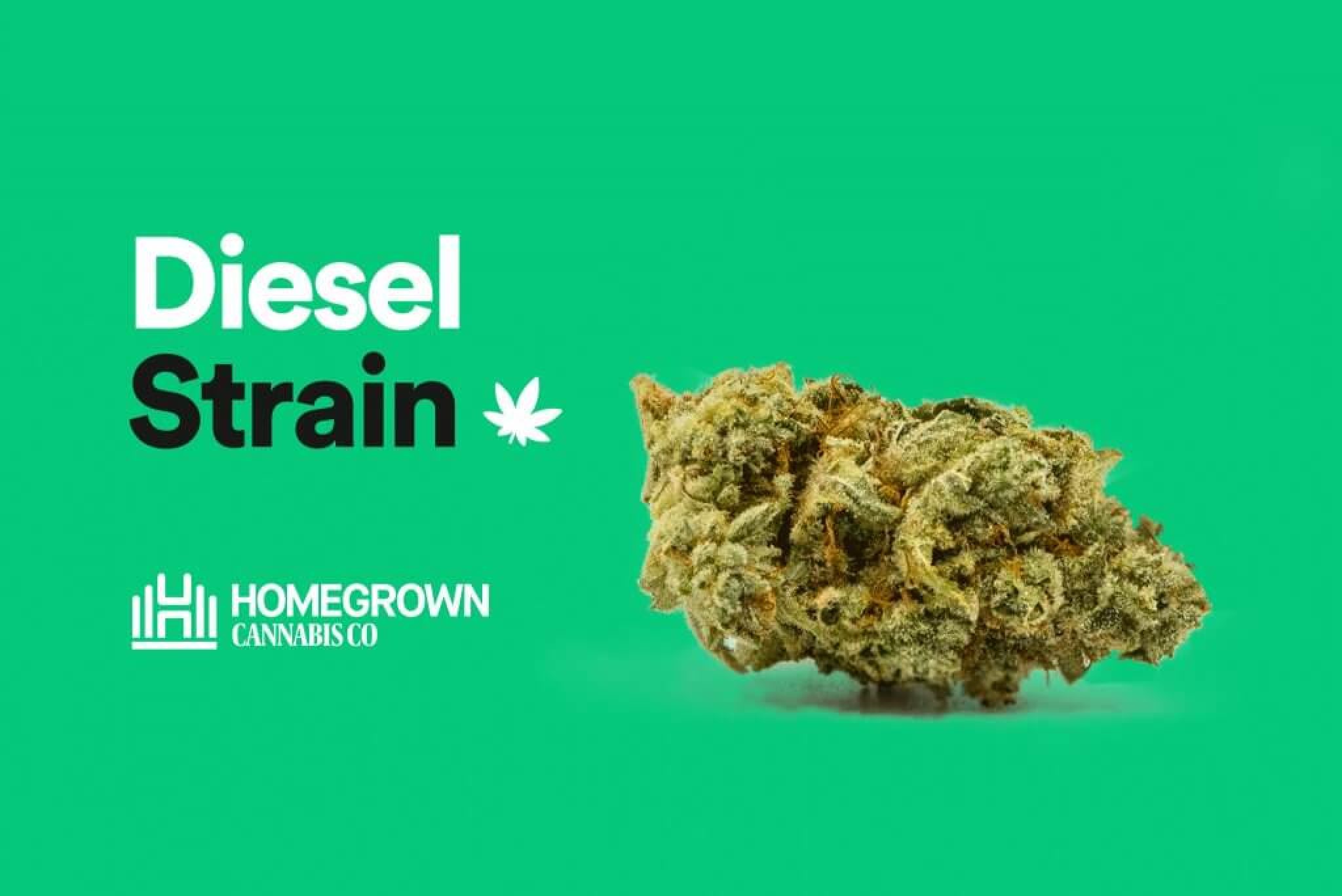 Diesel Strain Information & Review Online Weed Deals & Discount