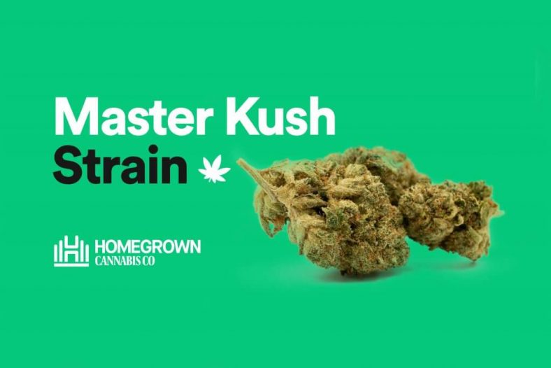Master Kush Strain Information & Review Online Weed Deals & Discount