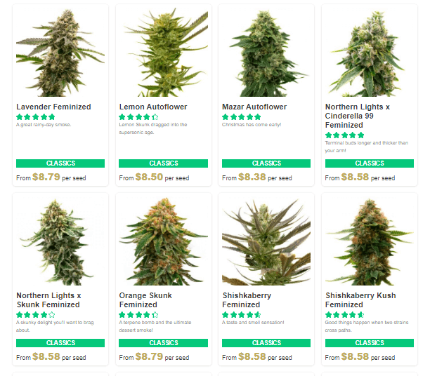 Buy Homegrown Cannabis - Buy Marijuana Seeds | Weed Seeds For Sale | Cannabis Seeds USA
