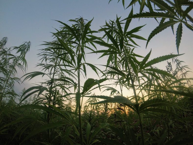 How Long Does It Take To Grow A Marijuana Plant How Long Does It Take To Grow A Marijuana Plant