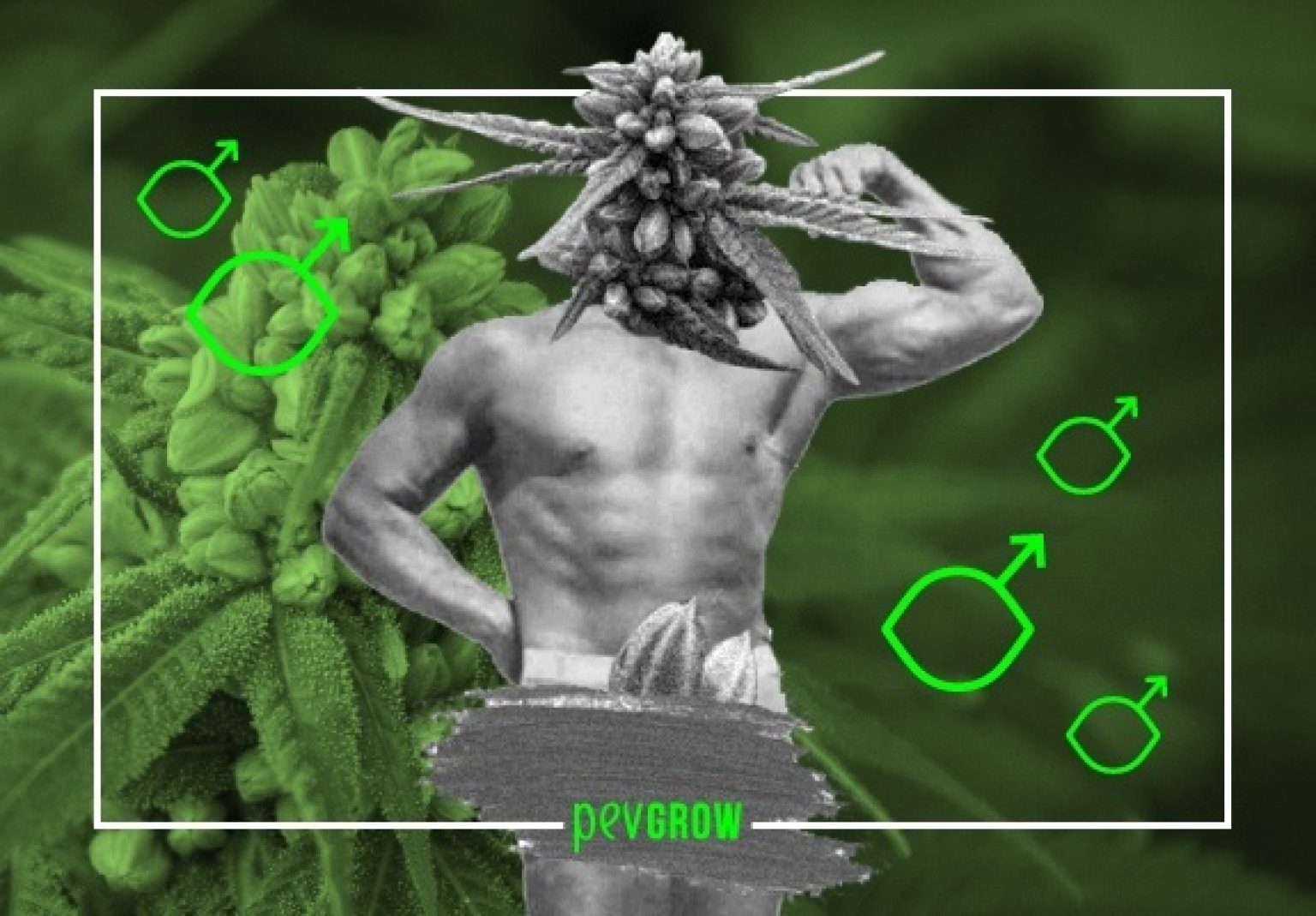 Male Cannabis Everything You Need To Know About Male Cannabis