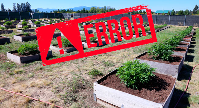 5 mistakes you have to avoid in your Cannabis Growing
