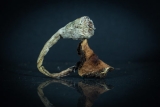 Buy B+ Magic Mushrooms Online