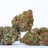 Buy PSILOCYBE CUBENSIS CREEPER MAGIC MUSHROOM Premium Spores Online