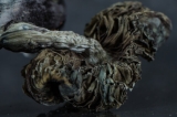 Buy Blue Meanie Dried Mushroom Online