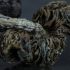 Buy B+ Magic Mushrooms Online
