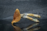Buy Brazilian Cubensis Dried Magic Mushrooms Online