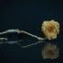 Buy Brazilian Cubensis Dried Magic Mushrooms Online