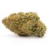Tom Ford Pink Kush – Strongest Indica on this planet – Tom Ford Strain