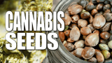 Buy AutoFlowering or Feminized Sativa, Indica and Hybrid Cannabis Seeds