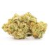 Buy CBDPet100 – CBDPure Hemp Oil for Pets