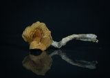 Buy PES/PESA Amazonian Dried Magic Mushrooms