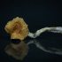Buy B+ Magic Mushrooms Online