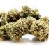 Buy AAAA High School Sweetheart  Hybrid Strain Online